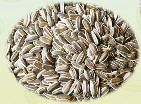 Sunflower seeds 5009