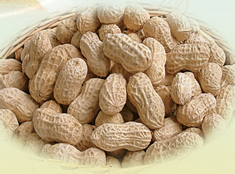 Peanut  inshell(9/11,11/13)
