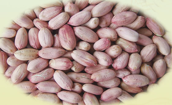 Peanut   kernel