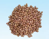Peanut   kernel